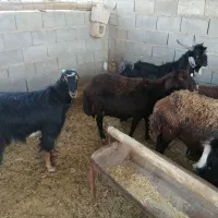 تعدادی میش، کهره ، بز