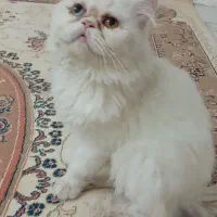 پرشین چشم تابه تا