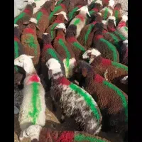 بره نر افشاری باب مالداران کل دامداری امیر عامری