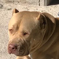 سگ گمشده|سگ|کرمانشاه, |دیوار