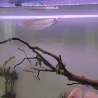 ماهی اروانا|ماهی|سنندج, |دیوار