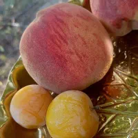 هلوهسته جداوآلوزردوآلوسرخ ازباغ تازه
