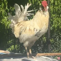 خروس سنگین گلین