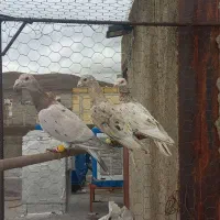 کبوتر 4عدد هفترنگ نر پرنده جوان مناسب بازی