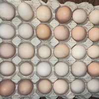 تخم مرغ نطفه‌دار نژاد لوهمن و لهستان