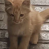 گربه ۷ ماهه