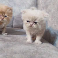 گربه های پرشین و بازیگوش|گربه|تهران, پارک شهر|دیوار