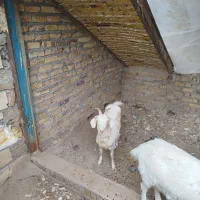 بز سانن یکساله