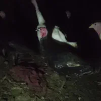 مرغ.محلی15عدرجه.یک|حیوانات مزرعه|رزن, |دیوار