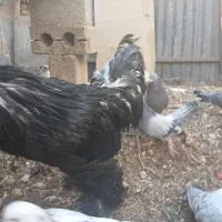 خروس مرندی|حیوانات مزرعه|نجف‌آباد, شیخ آباد|دیوار