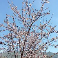 صحرای کله سفید