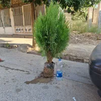 فروش انواع نهال زیتون،انجیر،ازگیل،خرمالو ،گردو|خدمات باغبانی و درختکاری|دلند, |دیوار