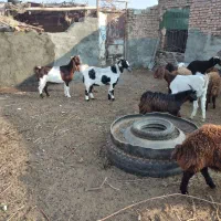 بز پاکستانی