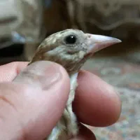 جوجه سهره یاسوج