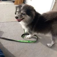 سگ پاکوتاه خانگی زبون بلد تمامی واکسن‌ها زده شده