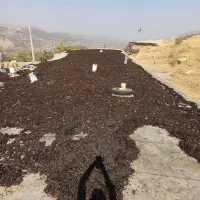 یکتننیممویزانگورشانی سردشتسهتننیمگردو|عمدهفروشی|وزینه, |دیوار