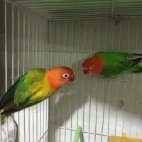 گرینچیک نرکوتوله جفت باجوجه نرماده تک باضمانت کتبی|پرنده|مشهد, عبادی|دیوار