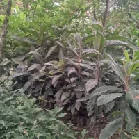 نهال گلدانی