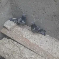 پلاکی