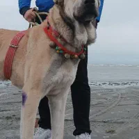 توله سرابی ۱۴ماهه