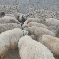 فروش 110 عدد میش ترکی درجه یک|حیوانات مزرعه|فراشبند, |دیوار