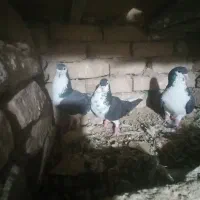 باسلام چند عددکبوترساده کالولی وساده سیاوافشون|پرنده|جلگه رخ, |دیوار