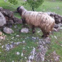 کوه قوچ براول برون 100