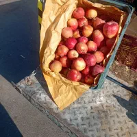 سیب درختی زرد و قرمز|خوردنی و آشامیدنی|باوله, |دیوار