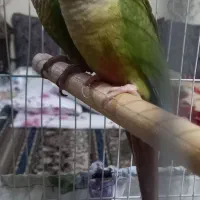 سلام جفت گرنجیک باِلغ