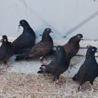 سه جفت کله ی