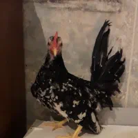 سهره قناری عروس هلندی طوطی برزیلی جهت معاوضه