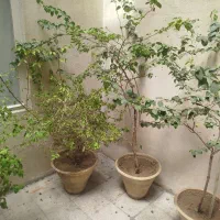 گل بنسای|گل و گیاه طبیعی|تهران, امام حسین|دیوار