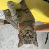 واگذاری بچه گربه