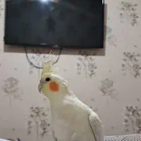 عروس هلندی فول اهلی|پرنده|اهر, |دیوار