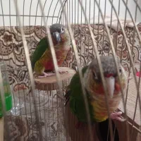 طوطی گرینچیک رام|پرنده|سنندج, |دیوار