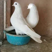 کبوتر ماده سفید مور تهرانی پرشی میل بازیکن ذات دار