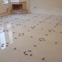 سرامیک کاری و کاشی کاری|خدمات پیشه و مهارت|مشهد, سیلو|دیوار