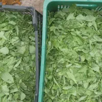 سبزی ترش واش( بویا)