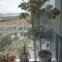 درختچه و گلدان