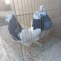 طوقی کلای پالخت|پرنده|رابر, |دیوار