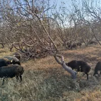 گوسفند اصیل شال|حیوانات مزرعه|تاکستان, |دیوار