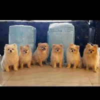 پد زیر انداز با کیفیت حیوانات