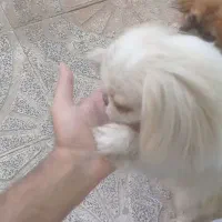 پیکینیز امپریال|سگ|ملایر, |دیوار