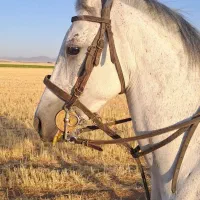 اسب کرد|اسب و تجهیزات اسبسواری|درگزین, |دیوار