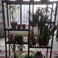 استندگل بزرگ و زیبا ، چوب ترمو ضدموریانه و سوسک.|گل و گیاه طبیعی|نجفآباد, صالح آباد|دیوار