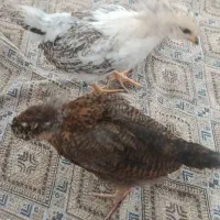 دو عدد جوجه یک ونیم ماهه