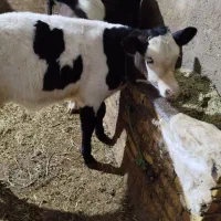 گاوهلشتین‌ سالم شکم‌پنجم باگوساله سمینتال‌ نر