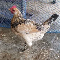 حیوانات مزرعه