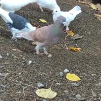 انواع کبوتر