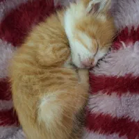 توله گربه رایگان